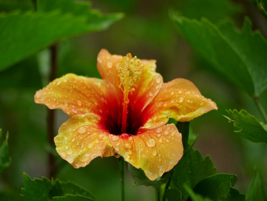 Ein Motiv aus dem Kalender "Zarte Schönheiten - Feine Hibiskusblüten" - CALVENDO Foto-Puzzle'