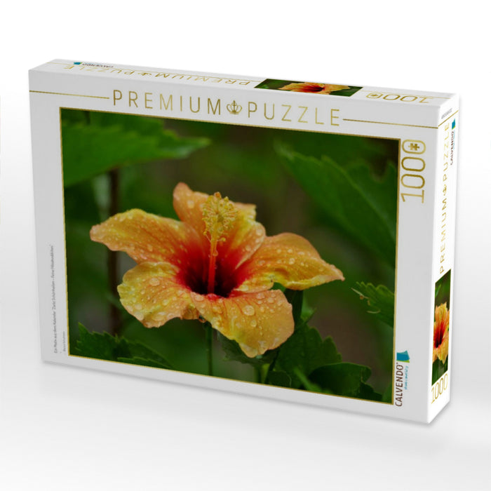 Ein Motiv aus dem Kalender "Zarte Schönheiten - Feine Hibiskusblüten" - CALVENDO Foto-Puzzle'