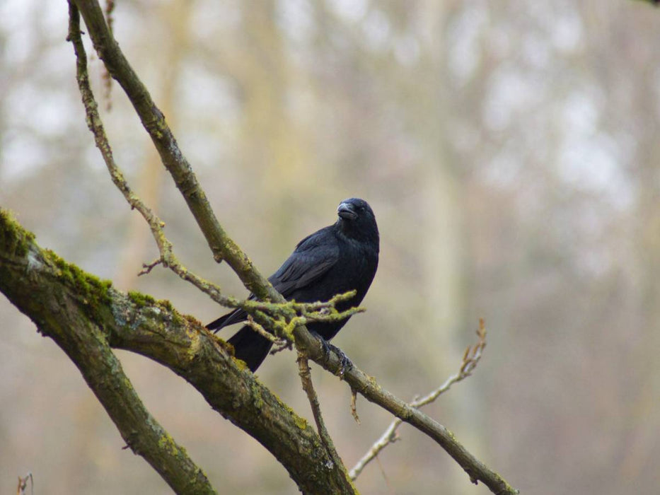 Rabe auf einem Ast - CALVENDO Foto-Puzzle'
