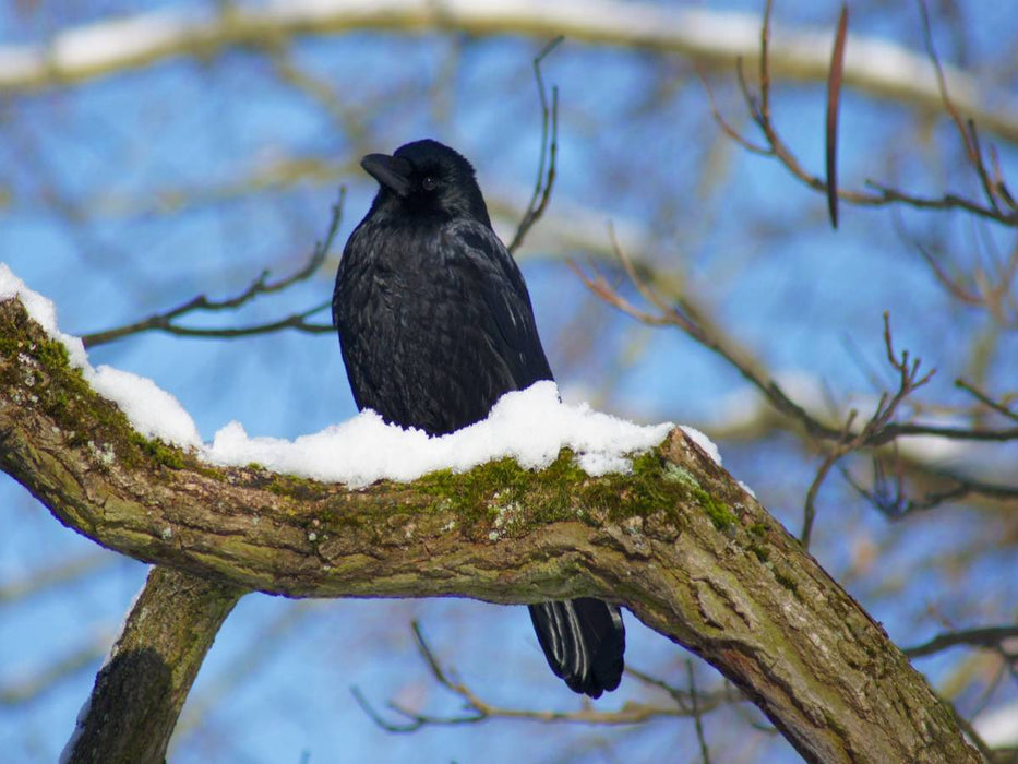 Rabe im Winter - CALVENDO Foto-Puzzle'