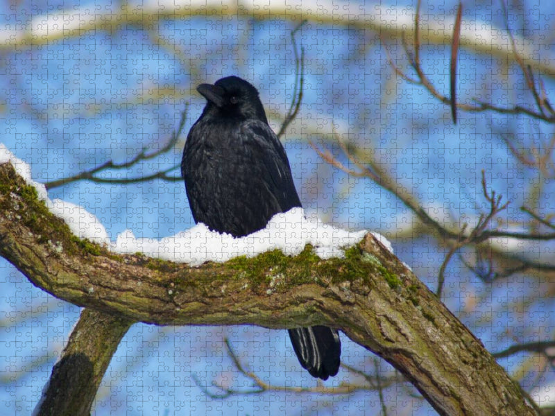 Rabe im Winter - CALVENDO Foto-Puzzle'