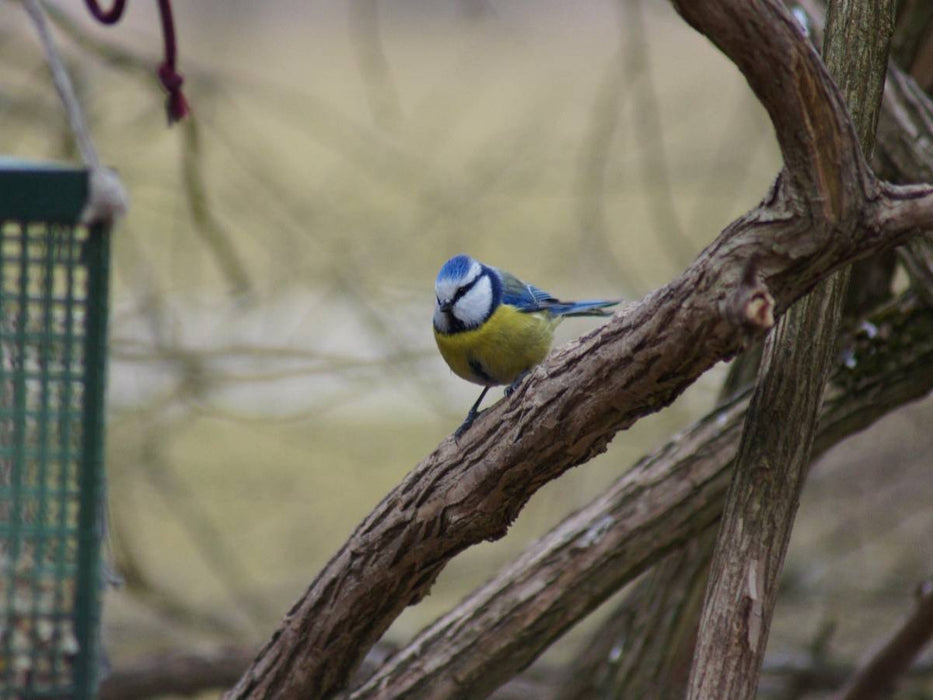 Blaumeise - CALVENDO Foto-Puzzle'