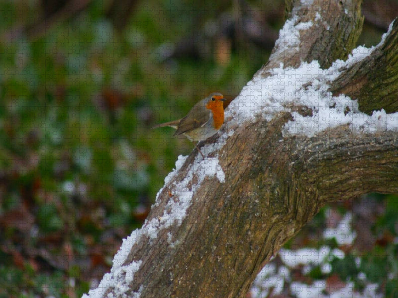 Rotkehlchen im Winter - CALVENDO Foto-Puzzle'