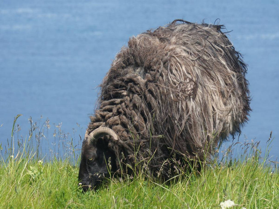 Schaf auf grünen Land von Helgoland - CALVENDO Foto-Puzzle'