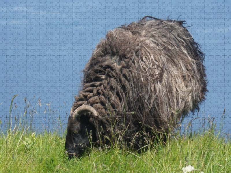 Schaf auf grünen Land von Helgoland - CALVENDO Foto-Puzzle'