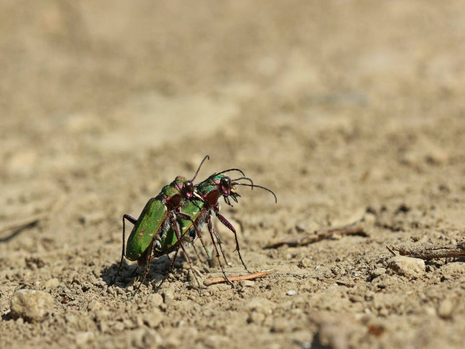 Feldsandläufer (Cicindela campestris) bei der Paarung - CALVENDO Foto-Puzzle'