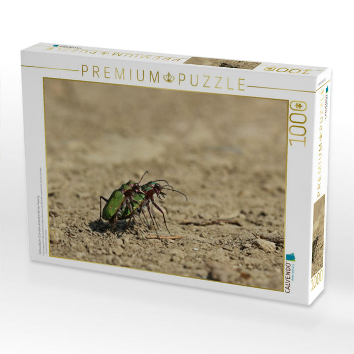 Feldsandläufer (Cicindela campestris) bei der Paarung - CALVENDO Foto-Puzzle'