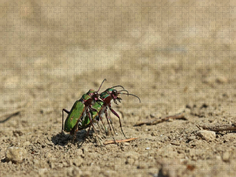 Feldsandläufer (Cicindela campestris) bei der Paarung - CALVENDO Foto-Puzzle'