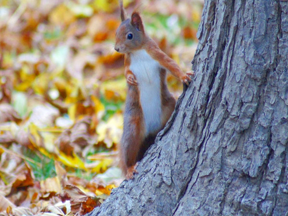 Cooles Eichhörnchen - CALVENDO Foto-Puzzle'