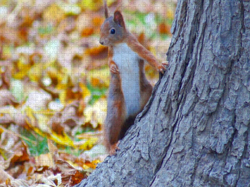 Cooles Eichhörnchen - CALVENDO Foto-Puzzle'