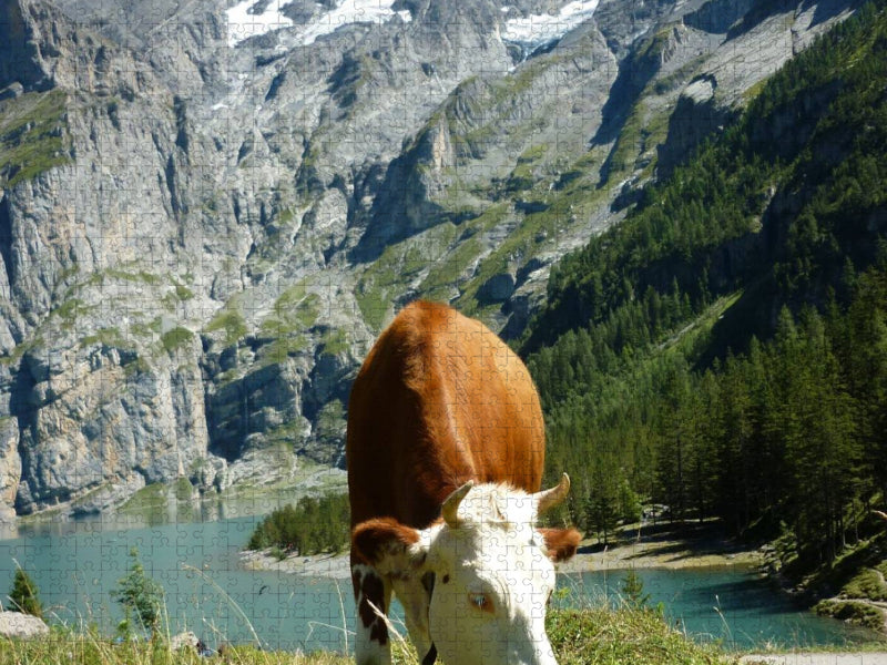Kuh vorm Öschinensee - CALVENDO Foto-Puzzle'