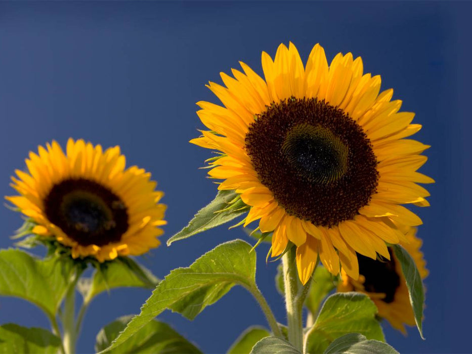 Sonnenblumen - CALVENDO Foto-Puzzle'
