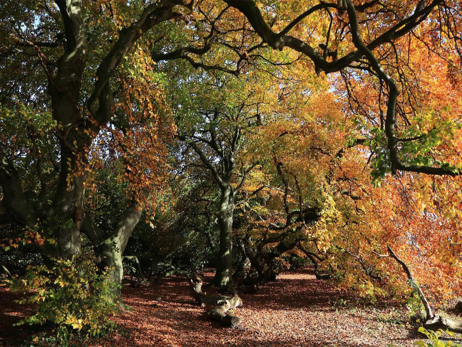 Die Süntelbuchenallee von Bad Nenndorf im Oktober - CALVENDO Foto-Puzzle'