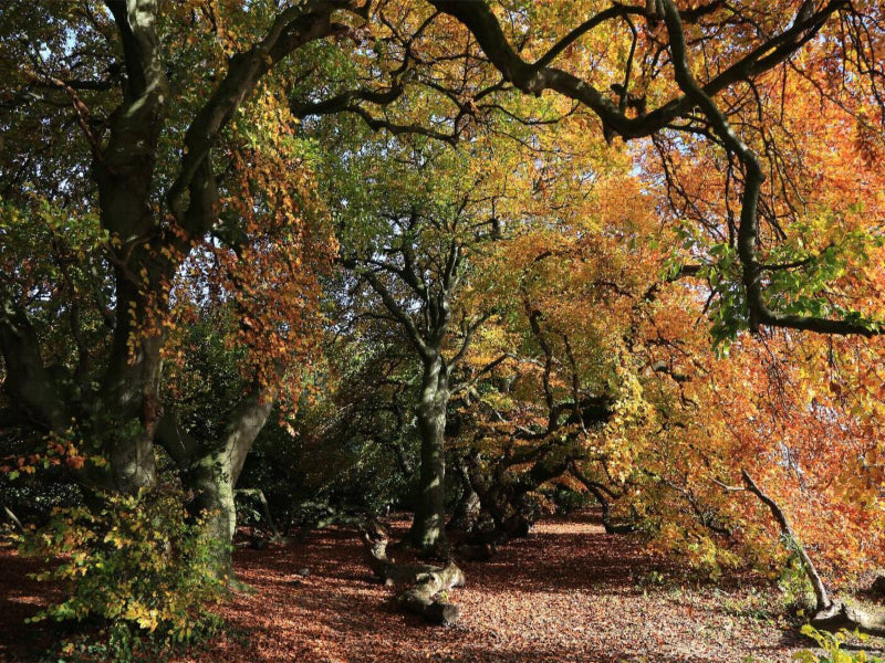 Die Süntelbuchenallee von Bad Nenndorf im Oktober - CALVENDO Foto-Puzzle'
