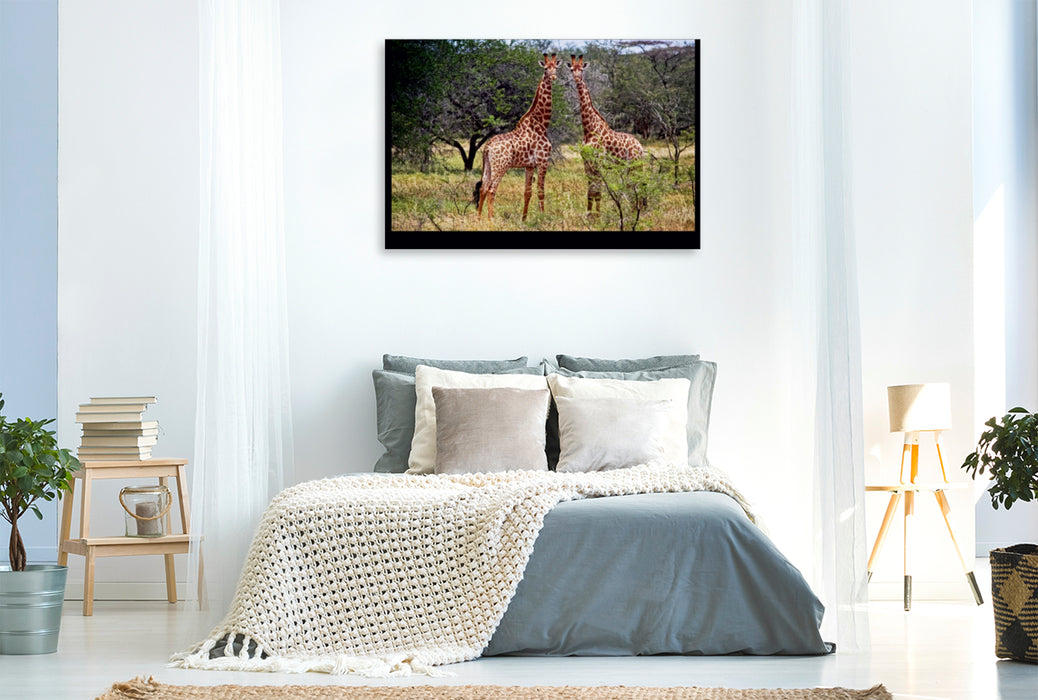 Toile textile premium Toile textile premium 120 cm x 80 cm paysage girafes 