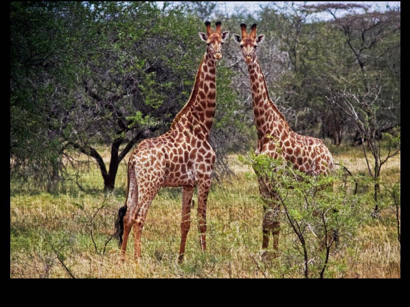 Giraffen - CALVENDO Foto-Puzzle'