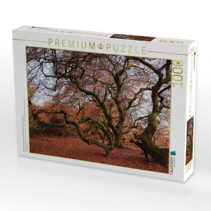 Die Süntelbuchenallee von Bad Nenndorf im November - CALVENDO Foto-Puzzle'