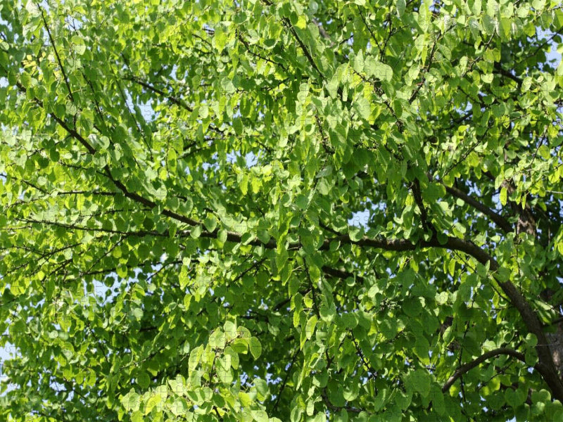 Katsura-Baum - CALVENDO Foto-Puzzle'