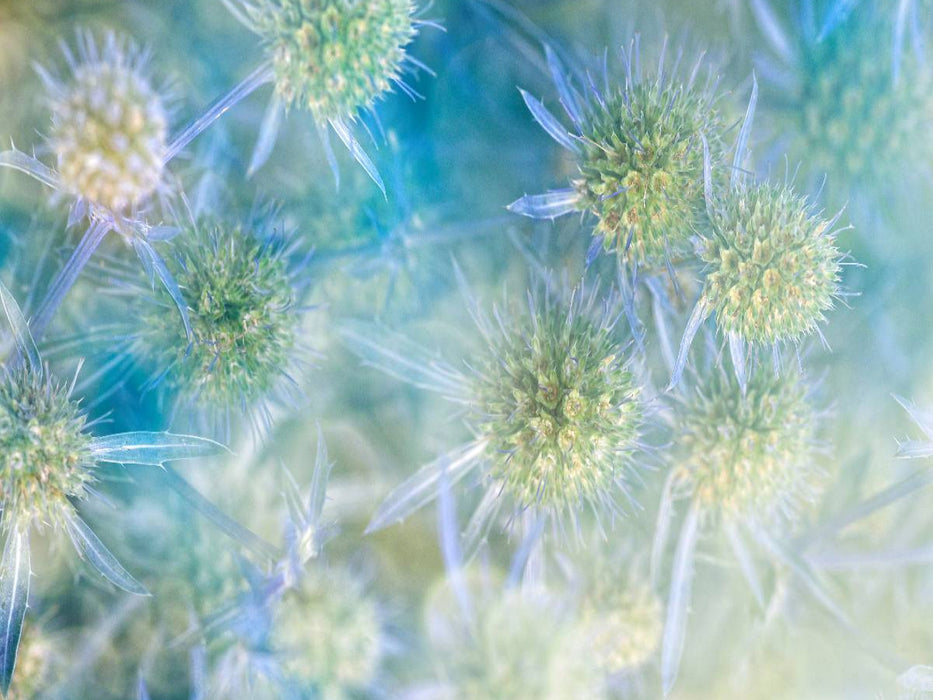 Blaudistel - CALVENDO Foto-Puzzle'
