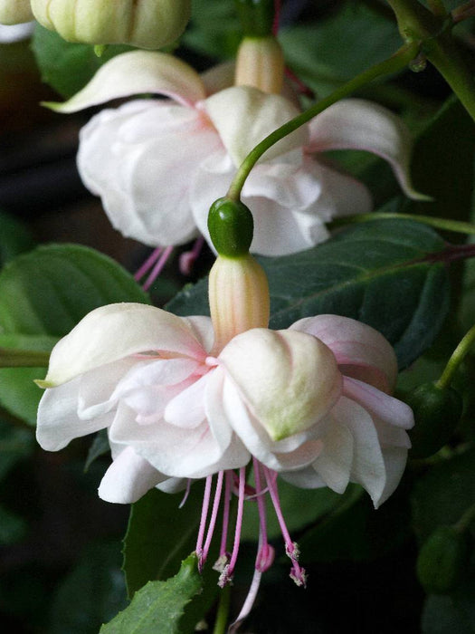Fuchsie Jollies Avignon - CALVENDO Foto-Puzzle'
