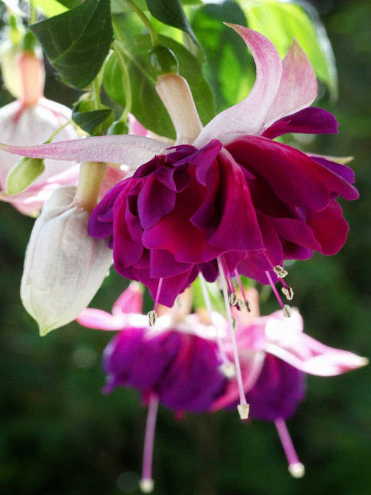 Fuchsie Heri Mochara - CALVENDO Foto-Puzzle'