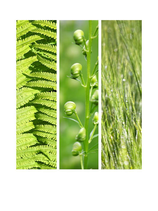 Natural Trios - Grüne Blätter - CALVENDO Foto-Puzzle'