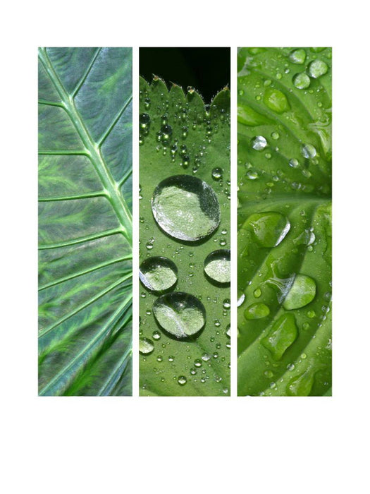 Natural Trios - Grün - CALVENDO Foto-Puzzle'