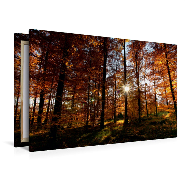 Premium Textil-Leinwand Sonnenstrahlen im herbstlichen Wald