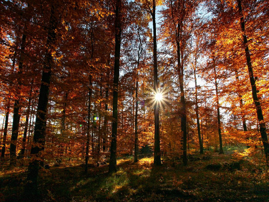 Sonnenstrahlen im herbstlichen Wald - CALVENDO Foto-Puzzle'