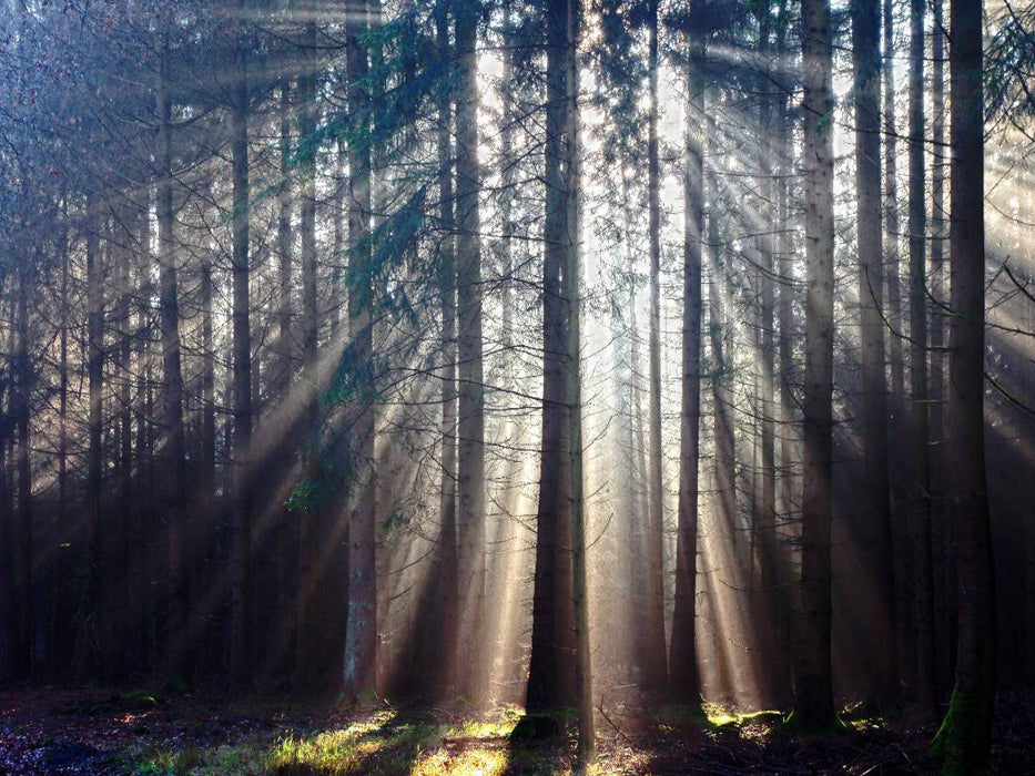 Sonnenstrahlen im Wald - CALVENDO Foto-Puzzle'