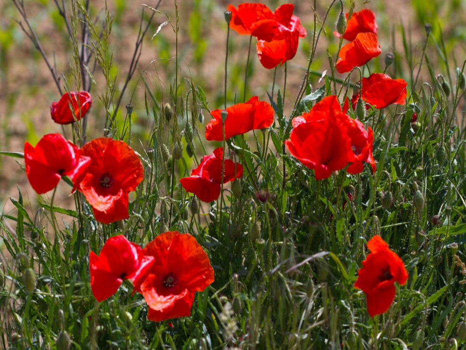 Mohnblumen am Feldrand - CALVENDO Foto-Puzzle'