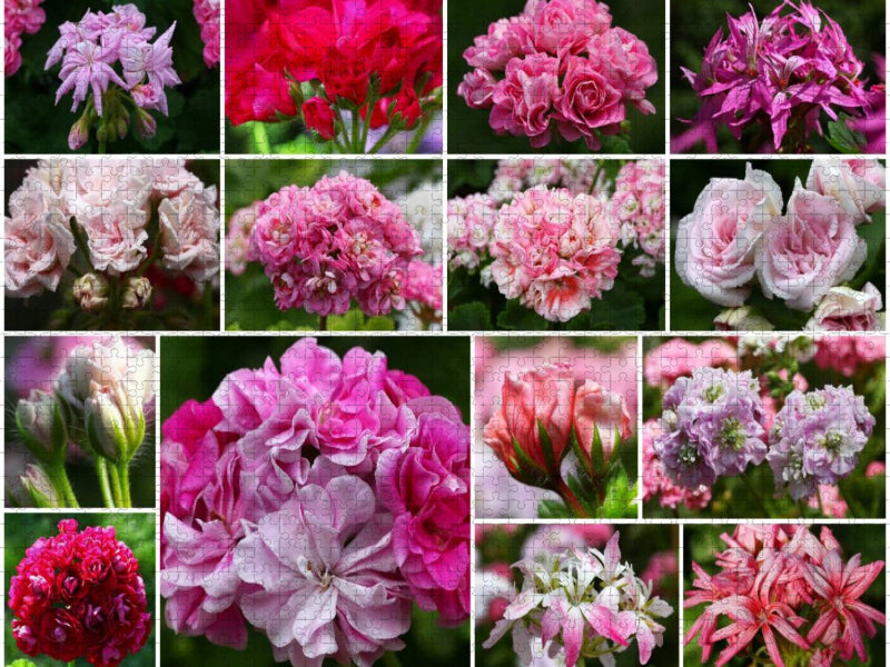 Pelargonien Collage - CALVENDO Foto-Puzzle'