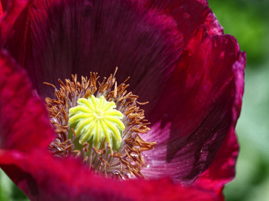 Dunkelroter Mohn im Garten - CALVENDO Foto-Puzzle'