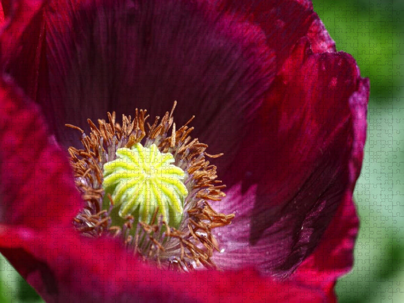 Dunkelroter Mohn im Garten - CALVENDO Foto-Puzzle'