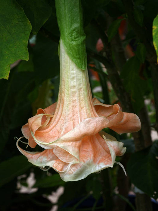 Brugmansia Angels Flight - CALVENDO Foto-Puzzle'
