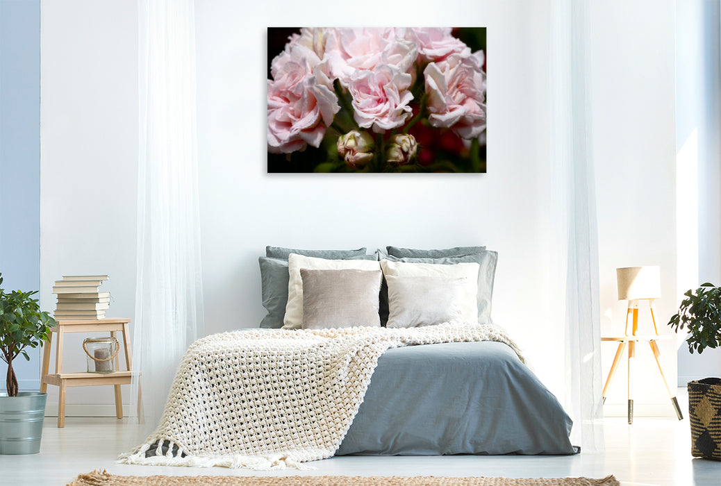 Premium Textil-Leinwand Premium Textil-Leinwand 120 cm x 80 cm quer Pelargonie Millfield Rose