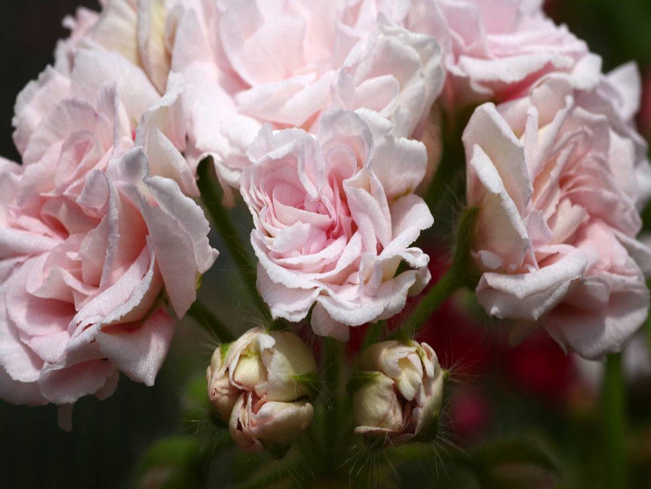Pelargonie Millfield Rose - CALVENDO Foto-Puzzle'