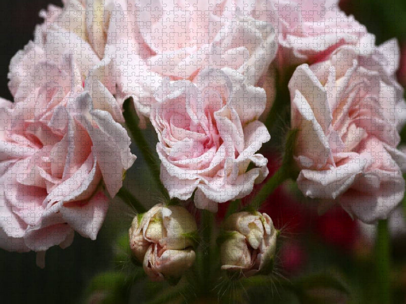 Pelargonie Millfield Rose - CALVENDO Foto-Puzzle'