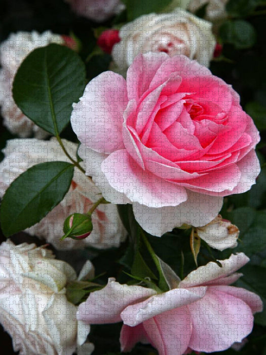 Wunderschöne Rosen im Garten - CALVENDO Foto-Puzzle'