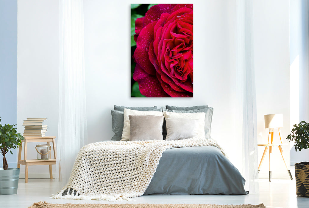 Premium Textil-Leinwand Premium Textil-Leinwand 80 cm x 120 cm  hoch Dunkelrote Rose im Regen