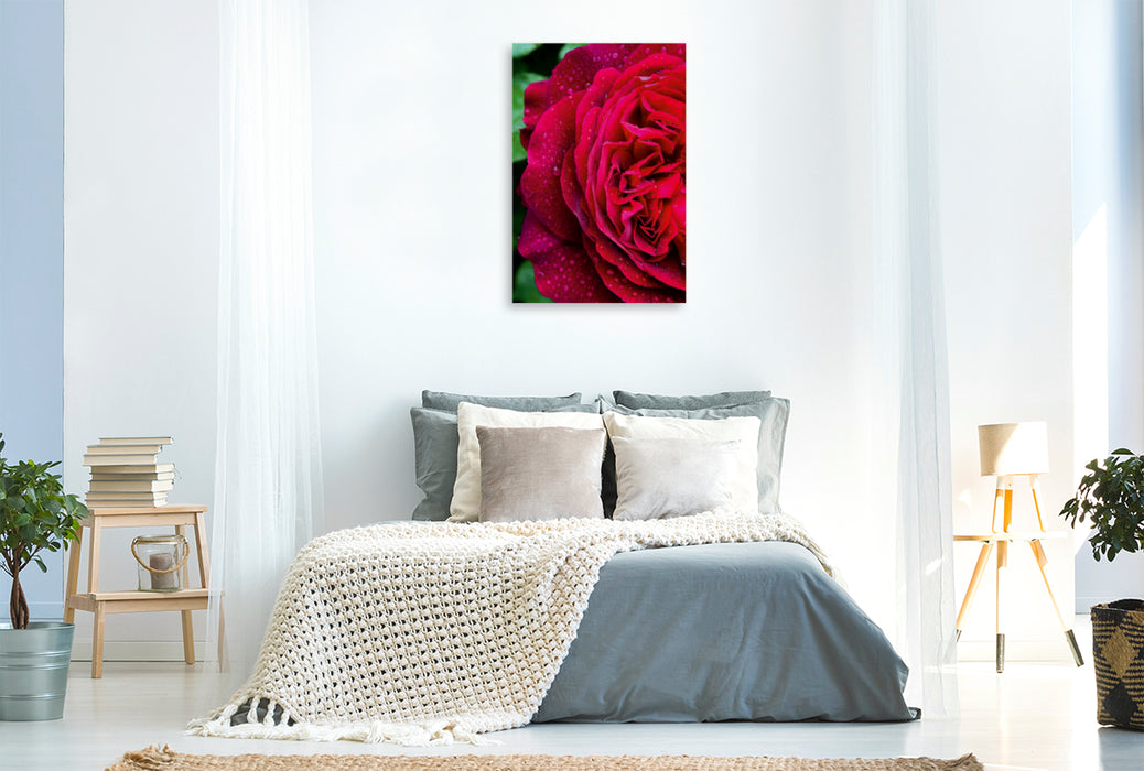 Premium Textil-Leinwand Premium Textil-Leinwand 80 cm x 120 cm  hoch Dunkelrote Rose im Regen