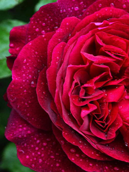Dunkelrote Rose im Regen - CALVENDO Foto-Puzzle'