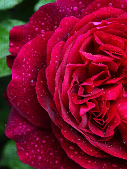 Dunkelrote Rose im Regen - CALVENDO Foto-Puzzle'