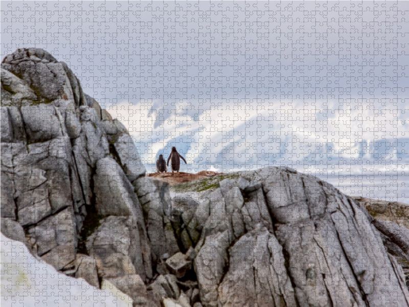 Pinguin - Vater und Sohn - Antarktis 1000 Teile Puzzle quer - CALVENDO Foto-Puzzle'