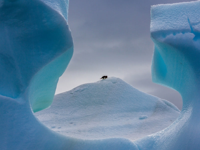 Antarctique - Pingouin dans la fenêtre - Puzzle photo CALVENDO 