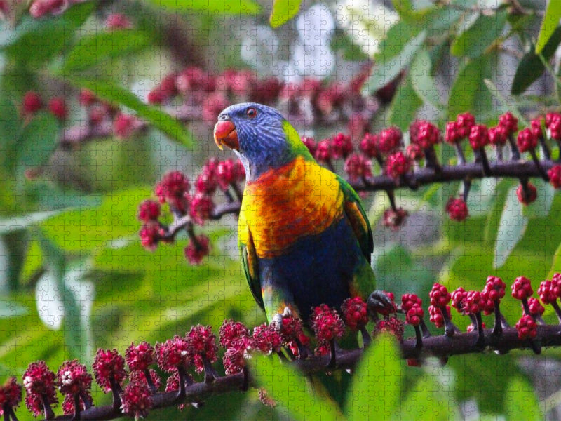 Allfarblori - Sunshine Coast - Queensland - CALVENDO Foto-Puzzle'