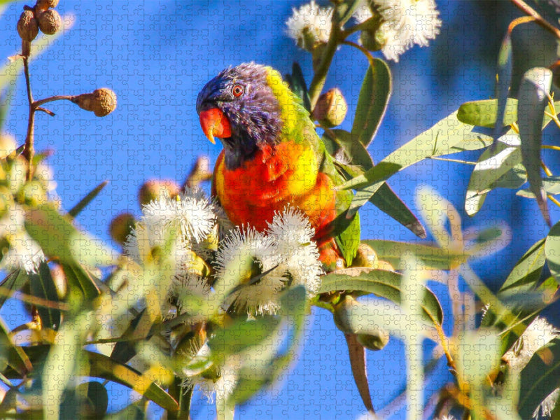 Allfarblori Australien - CALVENDO Foto-Puzzle'