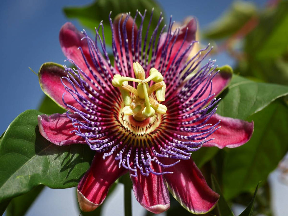 Passiflora - Passionsblume - CALVENDO Foto-Puzzle'