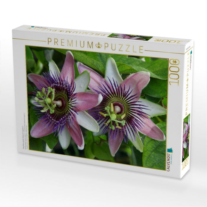 Passiflora belotii ´Kaiserin Eugenie` x - CALVENDO Foto-Puzzle'