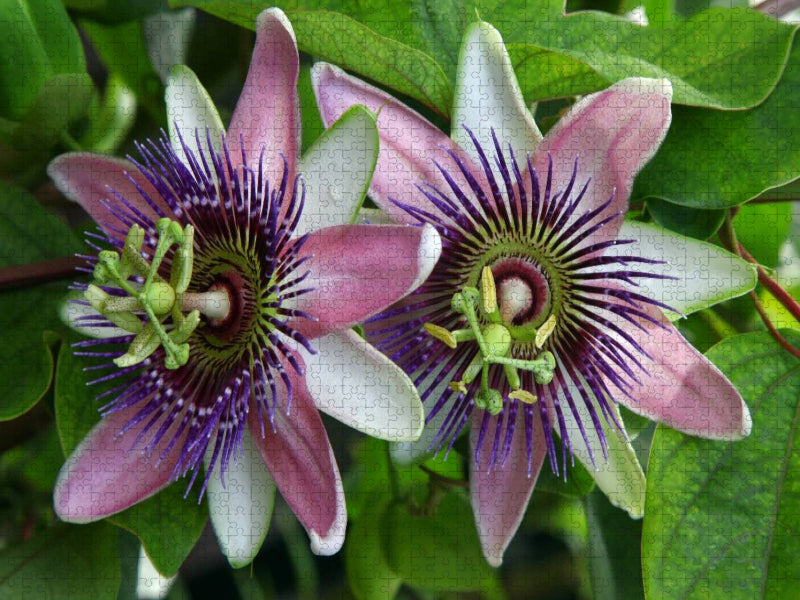 Passiflora belotii ´Kaiserin Eugenie` x - CALVENDO Foto-Puzzle'